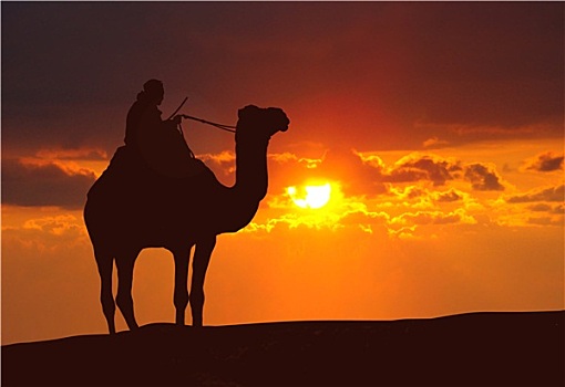 骆驼,沙漠,日落