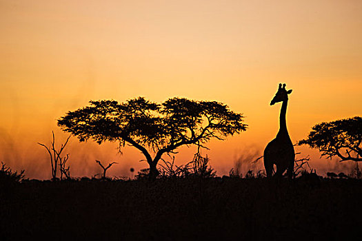 非洲,博茨瓦纳,乔贝国家公园,剪影,长颈鹿,站立,靠近,金合欢树,萨维提,湿地,黄昏