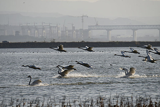 三门峡水库的大天鹅