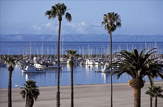 帆船,游艇,港口,棕榈树,圣芭芭拉,加利福尼亚,美国,北美