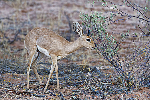 小岩羚,成年,雄性,喂食,树叶,黄昏,卡拉哈迪大羚羊国家公园,北开普,南非,非洲