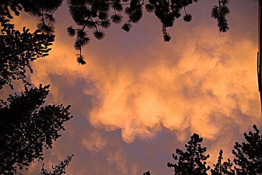 云,常青树,日落,塔霍湖,国家森林