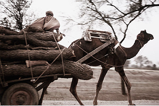 领驼人,手推车,拉贾斯坦邦,印度