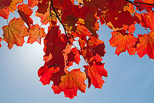 红色,秋天,枫叶,上方,蓝天背景