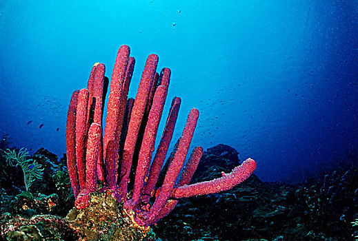 红色,海绵,加勒比海,英属维京群岛
