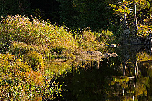 沼泽,草,水塘,魁北克,加拿大