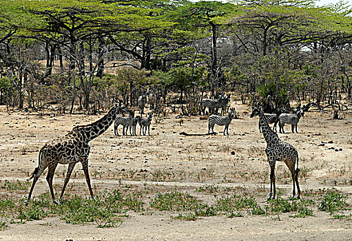 坦桑尼亚,禁猎区,长颈鹿,斑马