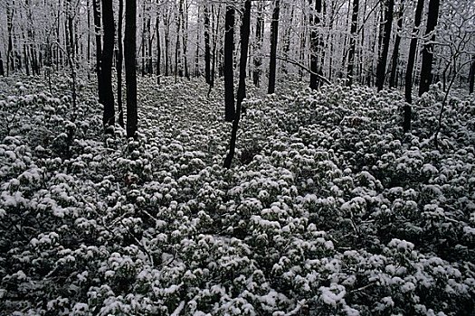 积雪,植物,树林,州立公园,宾夕法尼亚,美国