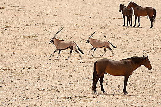 纳米比亚,野马,纳米布沙漠