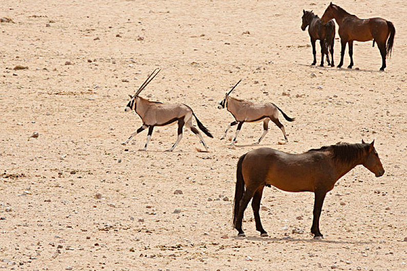 纳米比亚野马图片