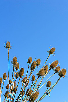 干燥,蓟属植物,德国