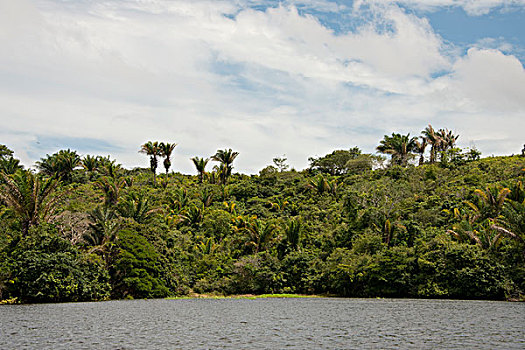 巴西,亚马逊河,河,特色,丛林,雨林,风景,大幅,尺寸