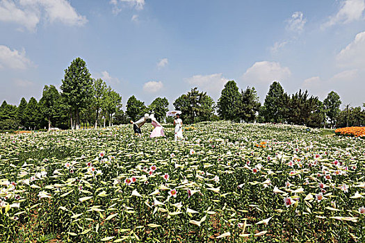 百合园