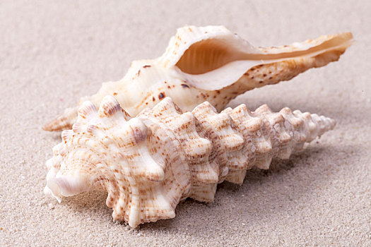 海螺壳,蜗牛,躺着,沙子,特写
