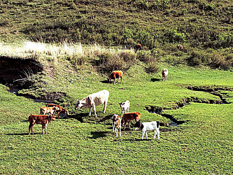 草原上的小牛犊