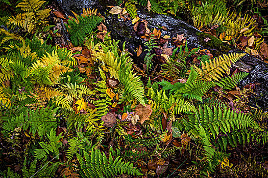 蕨类,秋天,树,林中地面
