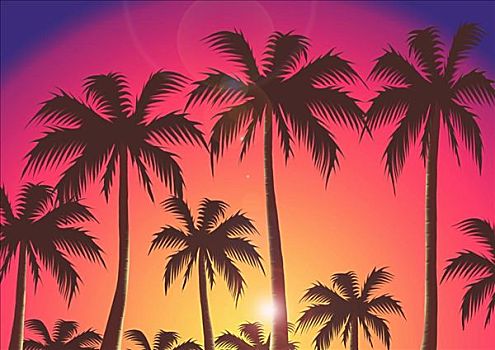 剪影,棕榈树,日落