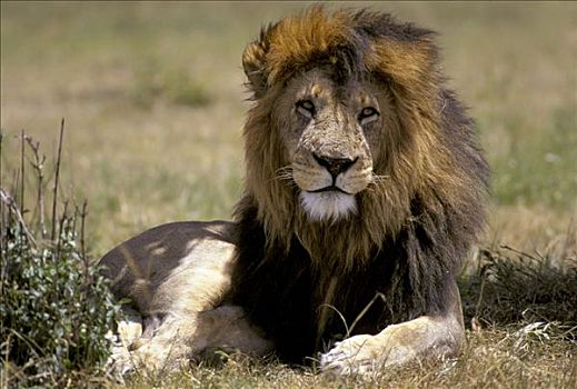 雄性,狮子,马赛马拉,肯尼亚,非洲