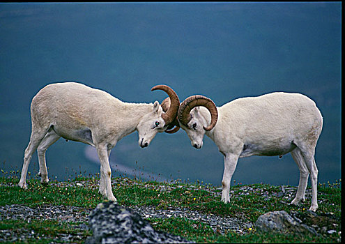 野大白羊,公羊,白大角羊,德纳里峰国家公园,阿拉斯加