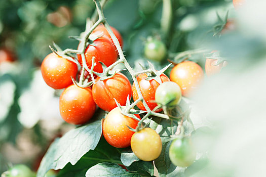 羊城广州初冬农科院菜园菜心菜地里的番茄