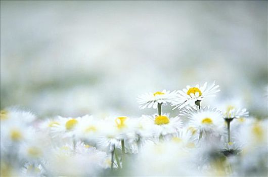 特写,雏菊