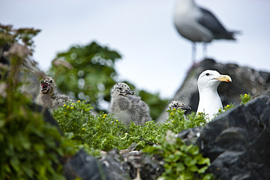 海鸥,鸟窝,湾,海洋公园,威廉王子湾,阿拉斯加