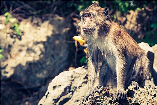 猴子,海滩,泰国