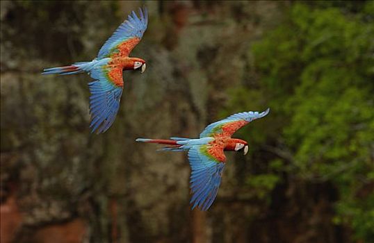 红绿金刚鹦鹉,绿翅金刚鹦鹉,一对,飞,栖息地,南马托格罗索州,巴西