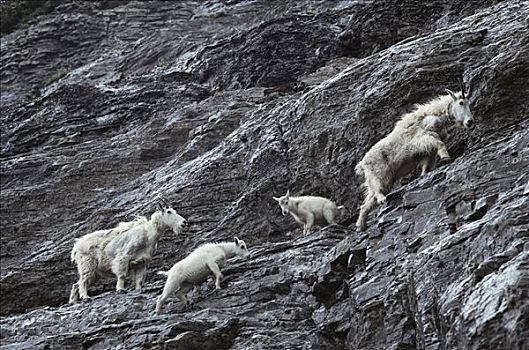 石山羊,雪羊,成年,攀登,陡峭,岩石,斜坡,落基山脉,北美