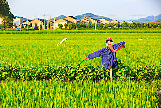 田园,水稻