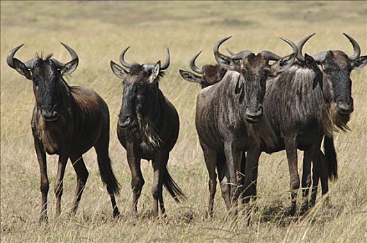 蓝色,角马,牧群,迁徙,马赛马拉国家保护区,肯尼亚,非洲