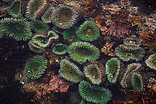 海银莲花属,水下,岬角,俄勒冈,美国