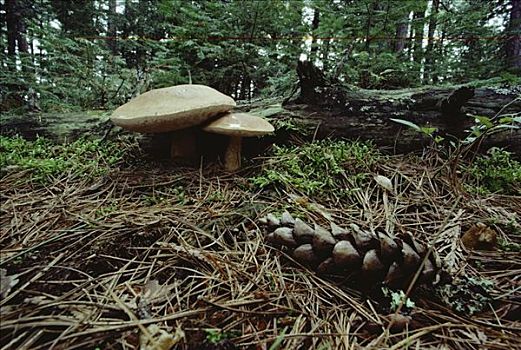 蘑菇,靠近,针叶林,地面,明尼苏达