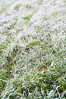 草地上的雪