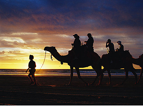骆驼,乘,凯布尔海滩,澳大利亚