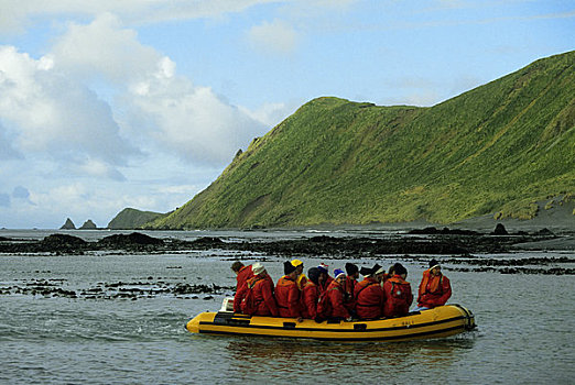 麦夸里岛,游客,海岸线,背景