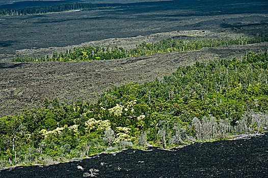 树,残留,火山岩,基拉韦厄火山,过去,夏威夷大岛,夏威夷,美国