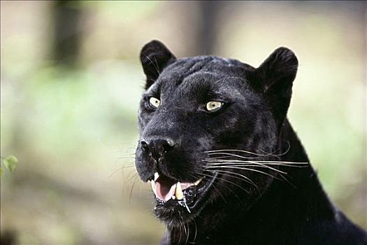 黑色,豹
