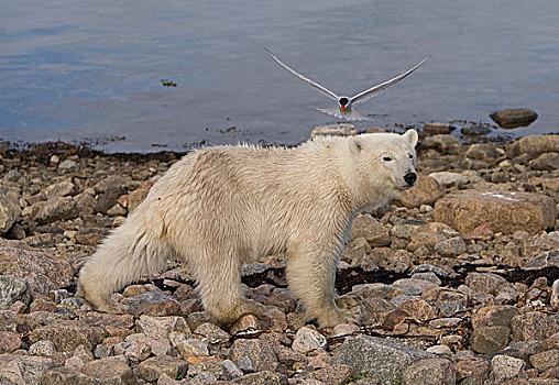 北极熊,北极燕鸥,防守,窝,哈得逊湾,加拿大
