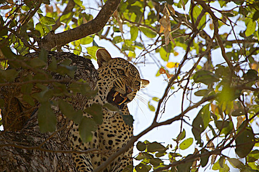 雄性,豹,树上,国家公园,津巴布韦,非洲