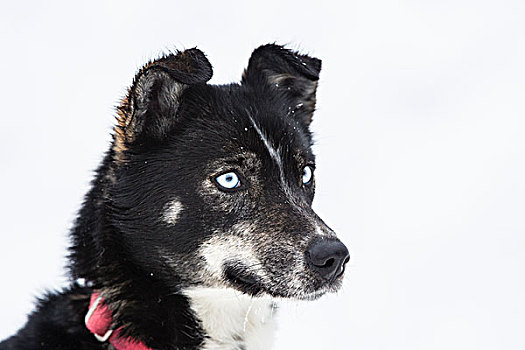 哈士奇犬,拉普兰,芬兰,欧洲