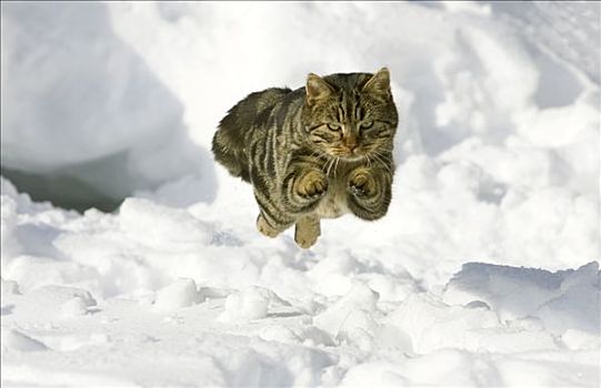 家猫,跳跃,雪中,德国