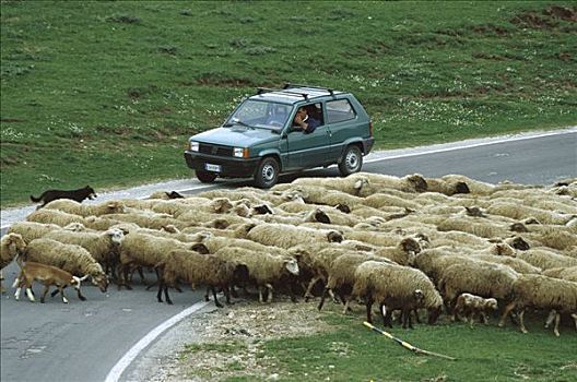 家羊,绵羊,成群,正面,交通工具,钢琴格兰德,意大利