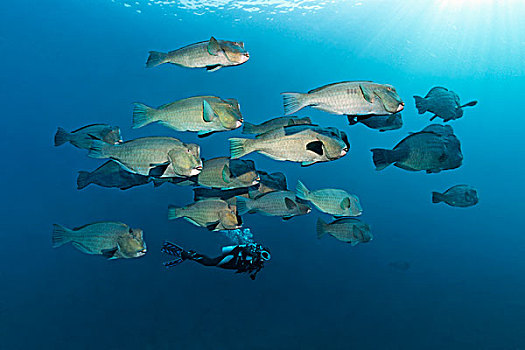 潜水,看,成群,绿色,鹦嘴鱼,深海,巴厘岛