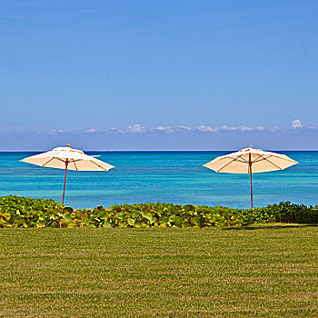 两个,伞,鲜明,蓝色海洋,草地,热带植物