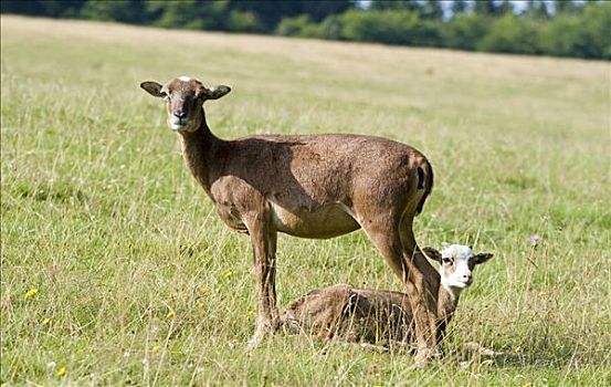 欧洲盘羊,年轻,鹿,公园,莱茵兰普法尔茨州,德国,欧洲