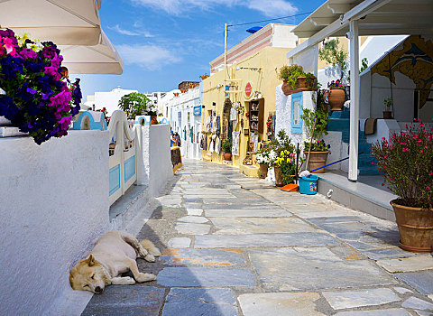 睡觉,狗,小路,锡拉岛,基克拉迪群岛,爱琴海,希腊,欧洲