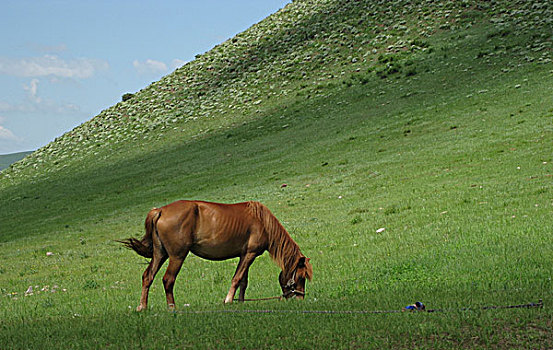 一匹马在吃草
