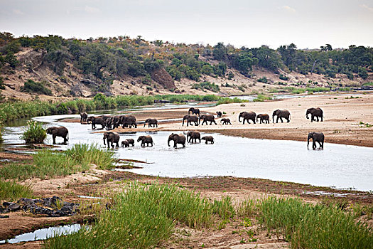 非洲象,牧群,克鲁格国家公园,南非