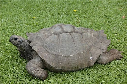 加拉帕戈斯巨龟,加拉帕戈斯象龟,俘获,40岁,马德拉岛